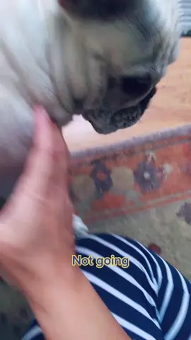 #frenchiesoftiktok #doggy #funny #rain