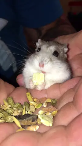 He’s so cute when he eats ♥️ #hamster #hamtaro #hammy #foryoupage #fyp