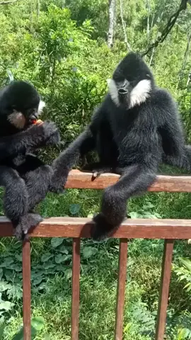 He lose his own food and wanted someone else’s . 😂#gibbon