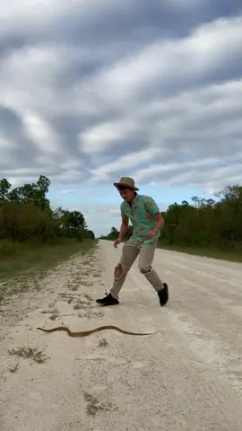 this is the largest Everglades Rat Snake I’ve ever caught!! isn’t he incredible?? 🤩 i love snakes so much. #fyp #herping #snakes #florida #animals