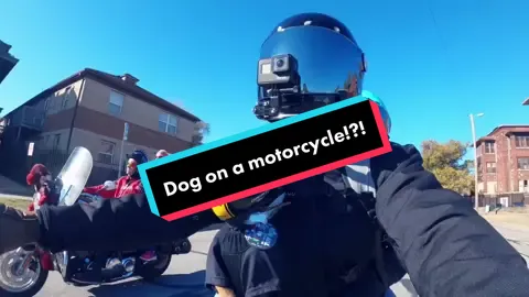 #HolidayTikTok #RnBVibes #fyp #dogsoftiktok #doggie #dogs #motorcycle