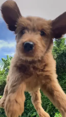 Made a new version now that the song is trending! #puppy #slowmo #fyp