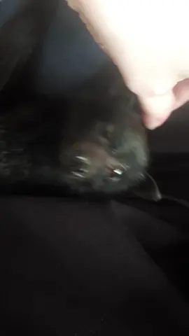 Their big eyes make them have the  cutest faces ❤ #cuddles #australia #wildlifecarer #pats #nativewildlife #flyingfox #blackbat #battok #babybat #bats