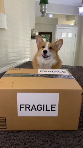 Italian imports? #HomeOffice #UnwrapTheDeals #talkingdog #delivery