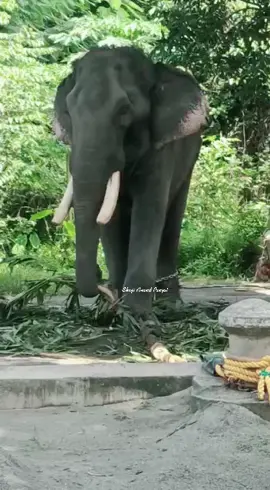 ദാസപ്പൻകുട്ടി ഒലിവ് കാണിച്ച് കൊടുക്കണ സീൻ🔥ഇഷ്ടായാൽ like അടിക്കാൻ മറക്കല്ലേ#thechikottukaavdevidasan #thrissurkaran #aanapremi #dubaimallu #foryou