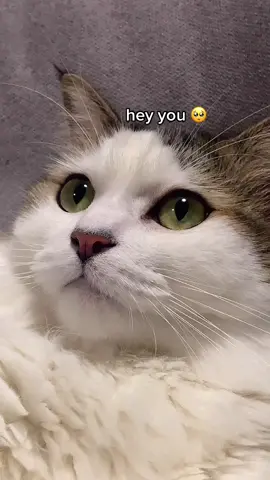 🤍🥺 #fyp #4u #wholesome #mood  #tiktokcats