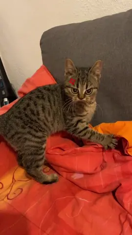 I can’t hahahahahahaha😂😂 #cats #funnycats #tiktokslovenia