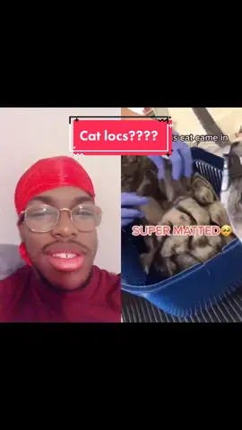 #duet with @itsjaazyybaby First time seeing cat locs #fyp #fypシ #foryou #foryoupage #xyzbca #cats
