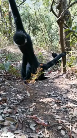 #gibbon