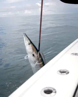 Wahoo on the jig!! #MotivationMonday #wahoo #offshore #louisiana