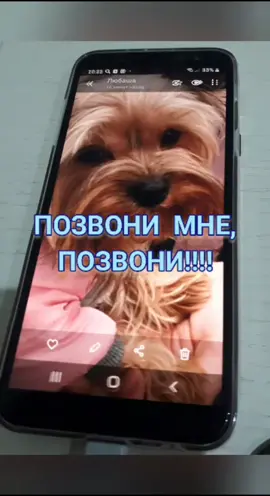 Вы верите в любовь💓?#топ2020 #funnydog #dogsoftik #чкмп_челлендж #тренд #@donnyyorkie @viiilovee