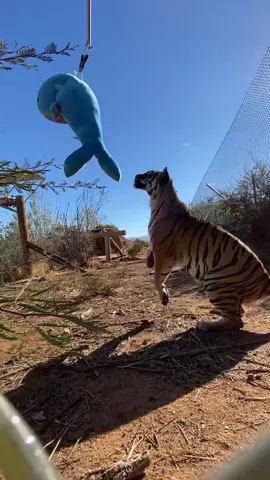 Vista, our rescue tiger, got a super fun enrichment toy today! Walmart has some great stuffed toys 😍 #tiger #fyp #WIP #adorable #plush #foryoupage