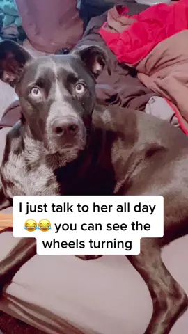 #dogsoftiktok #fyp