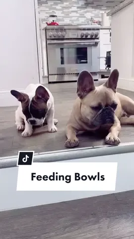Reply to @eugerodri30 happy feeding!! #replytocomments #puppy #food #eating #slowfeedingbowl #frenchiesoftiktok #apolloandartemis