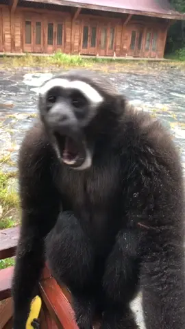 🎵🎵🎵