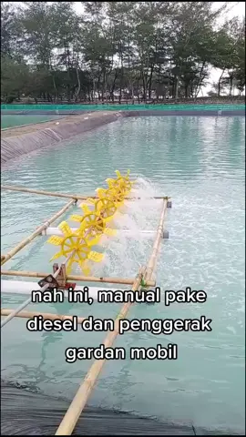 kalo kincir seperti ini budidaya udang vaname cukup kepadatan 150 e/m #budidaya #vaname #tambakudang #aquaculturesavetheworld #fyp #fypシ #beranda