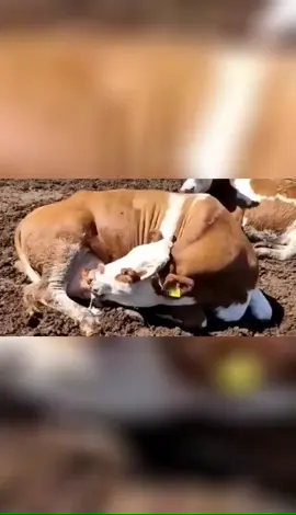 Just drink your own milk😂Great#happy #fyp #funny #animals #cattle