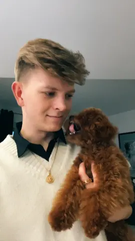 Czy nie sądzicie, że on wygląda jak pluszak?😍🐶 oznaczajcie kogoś, kto powinien zobaczyć słodkiego pieska na poprawę humoru!😂