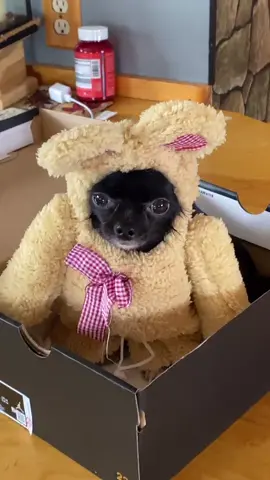 Best Surprise Ever 😂❤️ #foryou #foryoupage #feature #featureme #pets #dogs #tiktok #HolidaysOurWay #tabletop