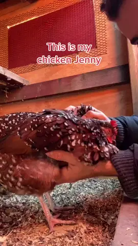 She loves snuggling up and getting pet. She gets very fluffy and relaxed when I do this, its the cutest. #chicken #Jenny #bird