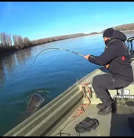 Big One 💪💪#catfish #catfishing #yurigrisendi