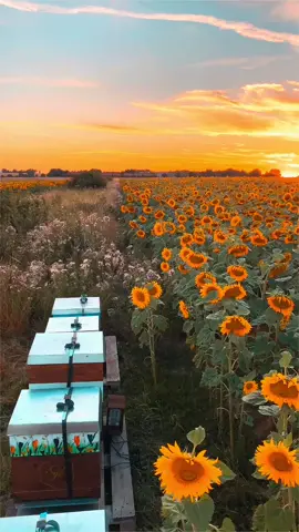 Rate this view from 1-10🐝🌻🌅 #sunset #viral #time #foryou #fyp #nature #sun #sunflower #bees #savethebees #beekerping #view #landscape #sunrise