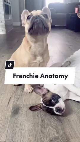 Duet me with your pup! #RecordsDay #NBADraft #VansCheckerboardDay #frenchiesoftiktok #educational #dogsoftiktok#zoomies#fartsarecool