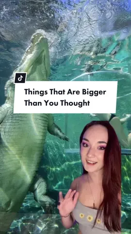 The wombat one shocked me 🤯#greenscreen #OurType #funfacts #foryou #EduTok #LearnOnTikTok #mindblowing #AnimalFacts