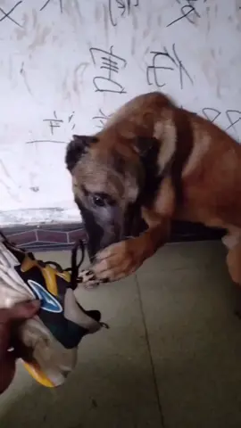Oh my god.It’s so dangerous 😂😂😂#foryou #funny #funnyvideos #follow #dog #shoes