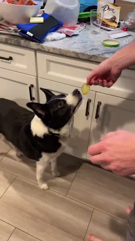 when you give a dog a pickle #fyp #WorkingAtHome #makeitmini #NoNuanceNovember #DoPacSun