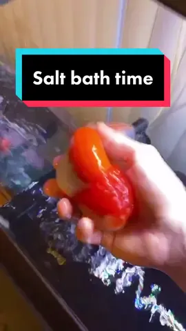 Because you guys love watching me give my fat goldfish salt baths: heres another video. #goldfish #fish #ranchu