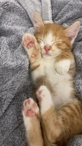 Моя любовь 😍                                        #кот #котики #рекомендации
