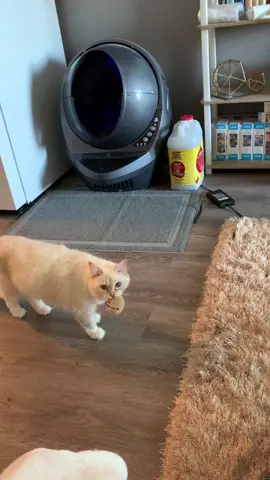 Summer got all excited to play but then change her mind