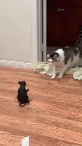 #scary #brave #real #crazy #wild #cat #cats #catlover #catsoftiktok #catdog #rat