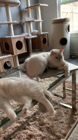 Momma Summer has decided no more milk for her babies. Apollo is not happy about it