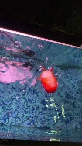 Loopy being Loopy. Don’t forget to check out the loopy merch designed by @samdoesartandstuff . LINK IN BIO! #goldfish #fish #ranchu #aquarium