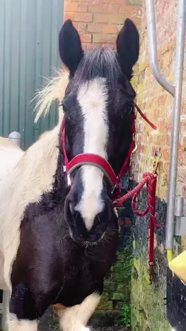 Bath time for Miss Malibu yesterday! Of course she went and rolled right afterwards🤦🏻‍♀️ #horse #horses #equestrian #mare #piebald #malibu #fyp