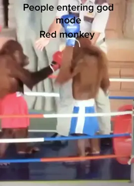 Red Monkey for the win #Monkey #boxing #boxermonkey #godmode #god #boxing🥊 #😂 #monkeys