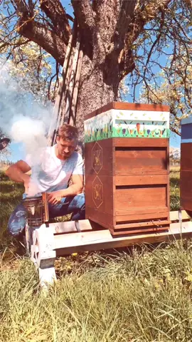 Do you see the Bee queen at the end?🐝👑 #royal #viral #time #fyp #foryou #savethebees #nature #wild #beekeeping #bees #smoke #honey #gold #boy #box