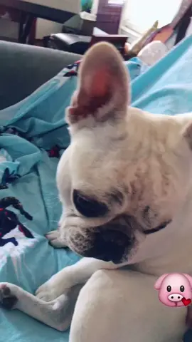 #doggy #cute #funny #frenchiesoftiktok