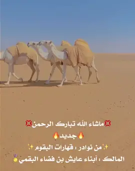 #الابل_الوضح #الوضح_ياعاشق_الوضح #الابل
