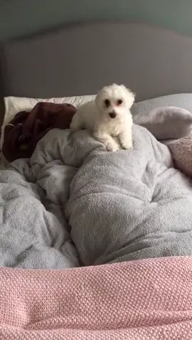 I can always hear her coming up my stairs so I hide 😂😂😭 #puppy #loveattack #foryou #cutedogs