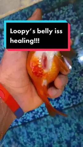 LOOPY UPDATE! The pressure relief surgery (full video linked in bio) helped to heal his belly sore! He’s now able to get under water! #goldfish #loopy