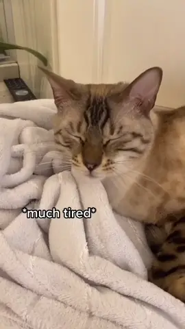It’s tough being a cat🐈😴❤️ #fyp #whiskeythecat #catmom #foryou