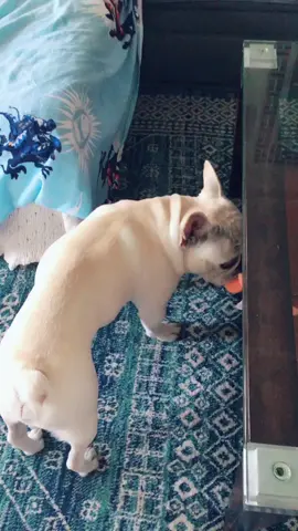 #VoiceEffects #frenchiesoftiktok #doggy #banned