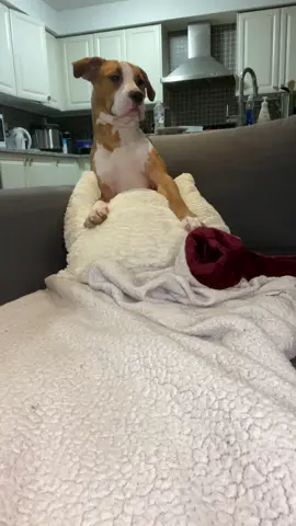 Sometimes just being near my pet helps me reset my mind 😳 #fyp #foryou #dogsoftiktok #purelove #bestfriend