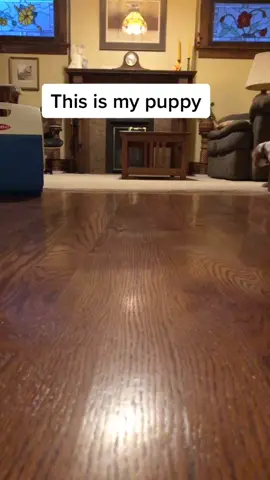 fooling around with dog#go#doggosdoingthings #dugthedog