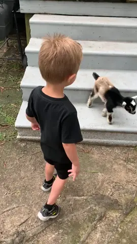 #BabyGoat #Goat #Baby #Farm #Animals #Toddler #BestFriends #tiktok
