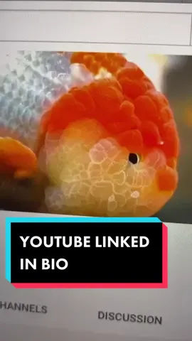 Check out the new YouTube video! Just posted it! Make sure to like and subscribe 😊. #youtube #goldfish #fish #ranchu