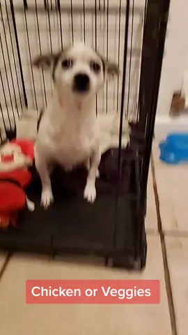 Eeey guys Manchas has his own Tiktok now 👏 👏   @manchasthechihuahua  <-- Follow him for more funny videos 😍🚗🐕 Sigan a Manchas en su nuevo Tiktok